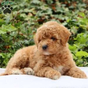 Rosie F1BB, Mini Goldendoodle Puppy